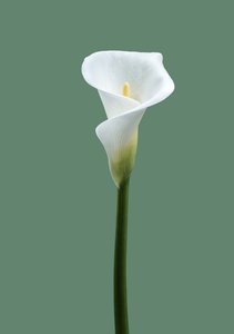 Calla Lily No. 02, 2021 (foto)