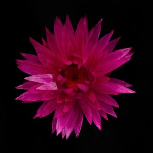 Tørret Dahlia No. 01, 2021 (foto)