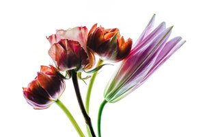 Gruppe af fire blomster, 2021 (foto)