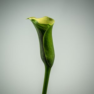 Enkelt grøn Calla Lily, 2020 (foto)