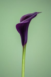 Enkelt lilla Calla Lily, 2021 (foto)