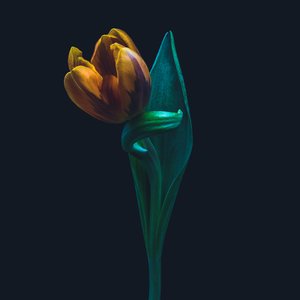 Enestående tulipan, 2022 (foto)