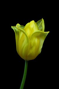 Gul tulipan nr. 02, 2021 (foto)