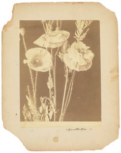 Valmuer, ca. 1898-1920 (s/h foto) af Studios Tiffany
