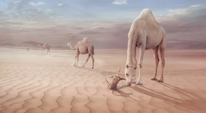  af Sulaiman Almawash