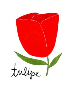 Levende rød tulipan