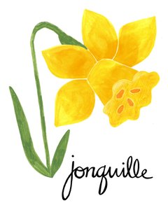 Illustration af en gul jonquil