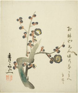 Blomstrende gren af rød blomme af Suzuki Kiitsu