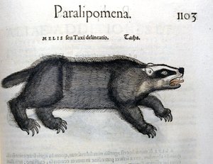 Grævling, illustration fra 