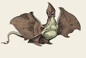 Fantastisk havmonster, illustration fra 