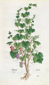 Grape Vine (Vitis Vinifera) botanisk tallerken fra De Historia Stirpium af Leonard Fuchs (1501-66) 1543 af Swiss School