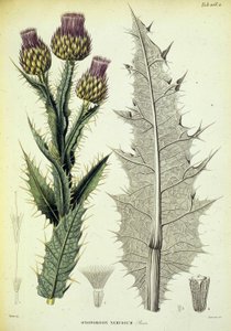 Onopordon-eksemplar. Botanisk plade med titlen ""Botanisk rejse i det sydlige Spanien"" af botaniker Pierre Edmod Boissier af Swiss School