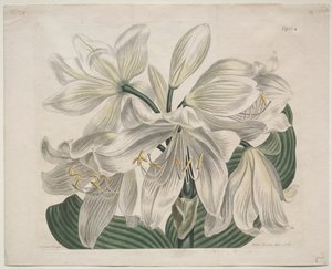 The Botanical Magazine eller Flower Garden vist: White Cape - Coast Lily, 1806. af Sydenham Teast Edwards