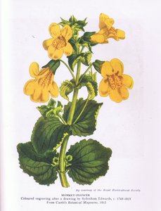 Monkey Flower, Nature in Britain udgivet af Collins 1946 (farve litho) af Sydenham Teast (after) Edwards
