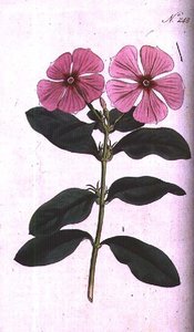 Periwinkle (Vinca rosea madagascar), tallerken 248 fra William Curtis