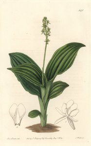 African Liparis Orchid - Water forte af S. Watts fra en illustration af Sarah Anne Drake (1803-1857), fra det botaniske register af Sydenham Teast Edwards