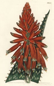 Aloe macule - Sæbe eller zebra aloe, Aloe maculata (Plettet-bladede aloe, Aloe picta). Håndfarvet kobberstik af F. Sansom Jr. efter en illustration af Sydenham Edwards fra William Curtis