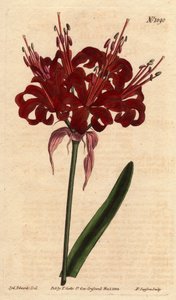 Amaryllis valmue farve, med mørke karminrøde blomster, blomstrende fra en enkelt fod. Oprindeligt fra Cape of Good Esperance (Sydafrika). Valmuefarvet amaryllis med dybe karmosinrøde blomster, der blomstrer fra en enkelt stilk. En indfødt fra Kap det Gode  af Sydenham Teast Edwards