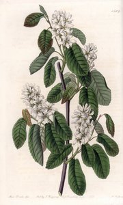 Amelanchier med elletræblade eller blomstret aronie - Plade graveret af S.Watts, efter en illustration af Sarah Anne Drake (1803-1857), fra Sydenham Edwards
