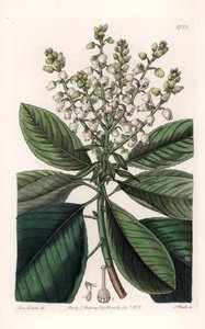 Amerikansk arbutustræ - Graveret af S.Watts, efter en illustration af Sarah Anne Drake (1803-1857), fra Sydenham Edwards
