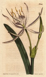 American pancratium har duftende hvide blomster. Amerikansk pancratium med hvide duftende blomster. Pancratium rotatum. Håndfarvet kobberstik fra en botanisk illustration af Sydenham Edwards fra William Curtis