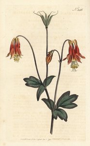 Ancolia du Canada - canadisk akeleje. Aquilegia canadensis. Håndfarvet kobberstik af Sansom efter en illustration af Sydenham Edwards fra William Curtis