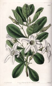 Anthocercis variete, hjemmehørende i Australien - Plade indgraveret af S.Watts, fra en illustration af Sarah Anne Drake (1803-1857), fra Botanical Register of Sydenham Edwards (1768-1819), England af Sydenham Teast Edwards