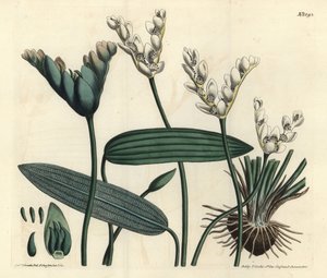 Aponogeton duftende - Cap-pondweed, Aponogeton distachyos (Forked-flowered aponogeton, Aponogeton distachyon). Håndfarvet kobberstik af F. Sansom Jr. efter en illustration af Sydenham Edwards fra William Curtis