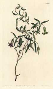 Æblebær eller udskiftelige blomstrede billardiera, Billardiera mutabilis - Håndfarvet kobberstik af F. Sansom Jr. efter en illustration af Sydenham Edwards fra William Curtis