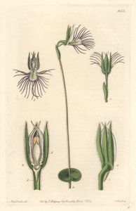 Araignee-orkidé, hjemmehørende i Sydafrika - Strong water af S. Watts fra en illustration af Sarah Anne Drake (1803-1857), fra det botaniske register af Sydenham Teast Edwards