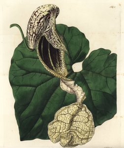 Aristoloche variete - Bådblomstret fødselsurt, Aristolochia cymbifera. Håndfarvet kobberstik af S. Watts efter en illustration af Miss Sarah Drake fra Sydenham Edwards