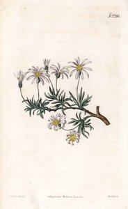 Aster acre - Busk aster, Felicia fruticosa (Shrubby starwort, Aster fruticulosus). Håndfarvet kobberstik af Weddell efter en illustration af Sydenham Edwards fra Samuel Curtis