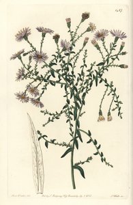 Aster variete - New York aster, Symphyotrichum dumosum (Coris-leaved starwort, Aster coridifolius). Håndfarvet kobberstik af S. Watts efter en illustration af Sarah Drake fra Sydenham Edwards