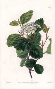 Aubepine eller hvid torn, hjemmehørende i Nordamerika - graveret af S.Watts, fra en illustration af Sarah Anne Drake (1803-1857), fra Botanical Register of Sydenham Edwards (1768-1819), England af Sydenham Teast Edwards