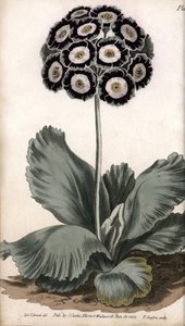 Aurikel eller bjørneøre. Farvet kobberstik, illustration af Sydenham Edwards (1768-1819) til Conferences of Botanical, Botanical Garden of Lambeth (England) af Sydenham Teast Edwards