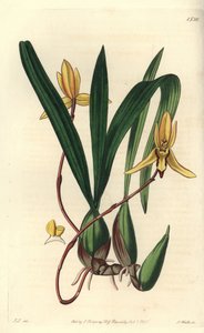 Australsk epifytisk orkidé sort - Brasiliorchis marginata orkidé (rødkantet cymbidium orkidé, Cymbidium marginatum). Håndfarvet kobberstik af S. Watts efter en illustration af John Lindley fra Sydenham Edwards