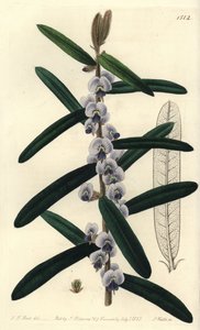 Australsk hovea busk sort - Shaggy hovea, Hovea villosa. Håndkoloreret kobberstik af S. Watts efter illustration af J.T. Hart fra Sydenham Edwards