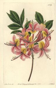 Azalee pontic yellow - Gul azalea, Rhododendron luteum (Changeable Pontic azalea, Azalea pontica versicolor). Håndfarvet kobberstik af S. Watts efter en illustration af Miss Sarah Drake fra Sydenham Edwards