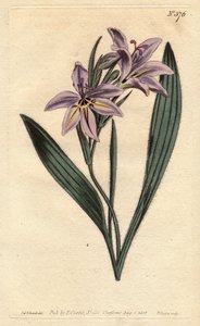 Bavianblomst med sød parfume, med lilla blomster blege. Sød duftende babiana med blege lilla blomster. Babiana plicata. Håndfarvet kobberstik fra en botanisk illustration af Sydenham Edwards fra William Curtis
