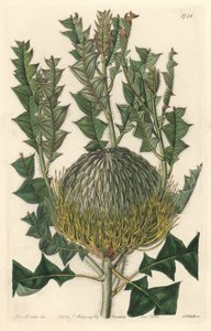Banksia speciosa, oprindeligt fra Australien - S. Watts stærkt vand fra en illustration af Sarah Anne Drake (1803-1857), fra det botaniske register af Sydenham Teast Edwards