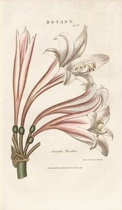 Barbadoslilje (Amaryllis revoluta) af Sydenham Teast Edwards