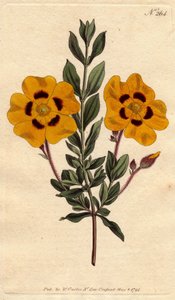Smuk cist har lyse gule blomster dekoreret med crimson. Smuk cistus med levende gule blomster dekoreret med crimson. Cistus formosus. Håndfarvet kobberstik fra en botanisk illustration af Sydenham Edwards fra William Curtis