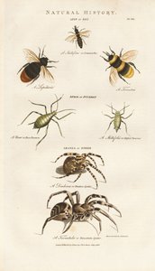 Bier, bladlus og edderkopper af Sydenham Teast Edwards