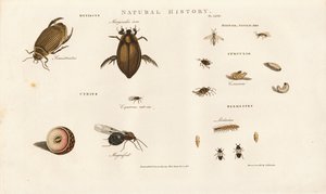 Billearter og deres udviklingsstadier af Sydenham Teast Edwards