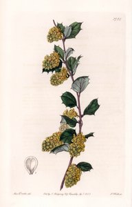 Berberis - Plade graveret af S.Watts, fra en illustration af Sarah Anne Drake (1803-1857), fra Botanical Register of Sydenham Edwards (1768-1819), England af Sydenham Teast Edwards