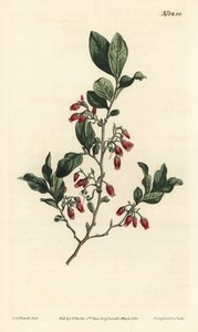 Sort huckleberry, Gaylussacia baccata (rødblomstret klamme bær, Vaccinium resinosum) - Håndfarvet kobberstik af F. Sansom Jr. efter en illustration af Sydenham Edwards fra William Curtis