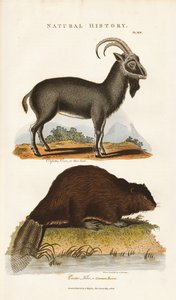 Blå ged og bæver af Sydenham Teast Edwards