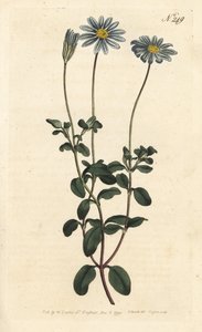 Blue Package, Felicie, Cape Margarita eller Cape Aster - Blå tusindfryd, Felicia amelloides (blåblomstret cineraria eller Cape aster, Cineraria amelloides) - Håndfarvet kobberstik af Sansom efter en illustration af Sydenham Edwards fra William Curtis