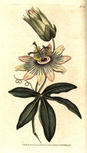 Blå Passiflora - Almindelig passionsblomst, Passiflora caerulea. Håndkoloreret kobberstik efter en botanisk illustration af Sydenham Edwards fra William Curtis
