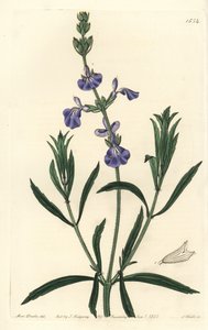 Blå salvie - Græsmarkssalvie, Salvia azurea (Smalbladet salvie, Salvia angustifolia). Håndfarvet kobberstik af S. Watts efter en illustration af Miss Sarah Drake fra Sydenham Edwards